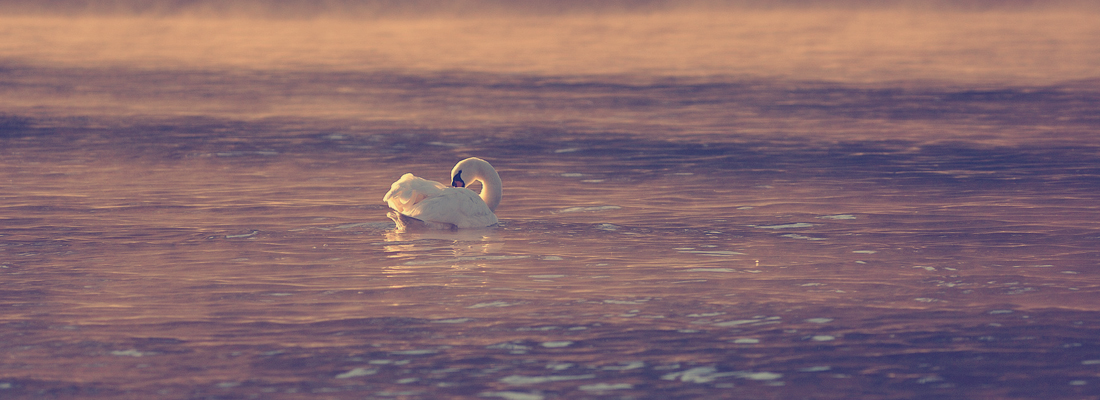 Lebensraum für Wasservögel
