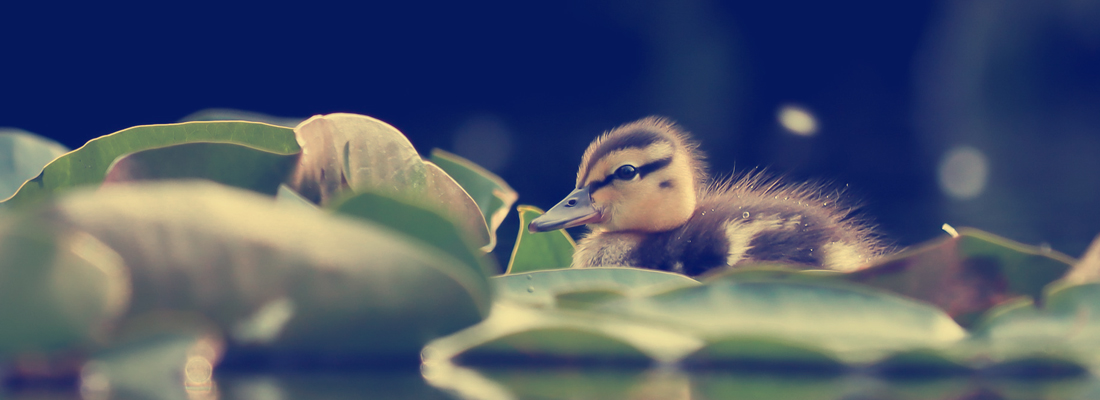 Europareservat Unterer Inn